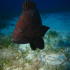 Grouper - Image