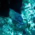 Moray Eel - image