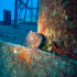 Mottled grouper - Image