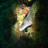 Moray Eel - Muraena helena - Posing