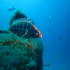 White grouper - Image