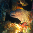 Moray Eel - image
