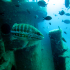 White grouper - Image