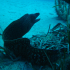 Moray Eel - image