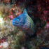 Moray Eel - image