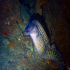 Moray Eel - Muraena helena - What do you want?