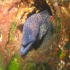 Moray Eel - image