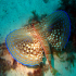 Flying Gurnard - Image