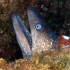 Moray Eel - image