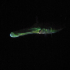 Bluespotted cornetfish - Image