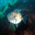John Dory - Image