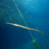 Garfish - Image