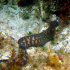Moray Eel - image