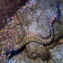Moray Eel - image