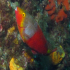 Parrotfish - Image