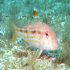 Striped Red Mullet - Image