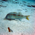 Striped Red Mullet - Image