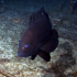 Grouper - Image