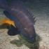 Grouper - Image