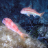 Striped Red Mullet - Mullus surmuletus - Happy couple