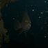 Grouper - Image