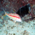 Striped Red Mullet - Image