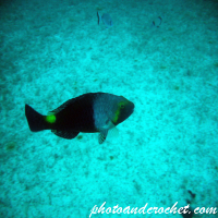 Parrotfish