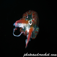 Cnidaria, Luminous Jellyfish - Image