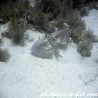 Flying Gurnard - Image