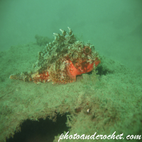 Scorpionfish