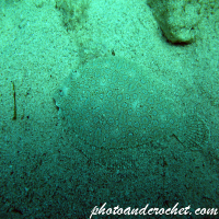 Wide-eyed flounder - Image