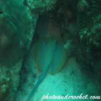 Bluespotted Fantail Ray - Image