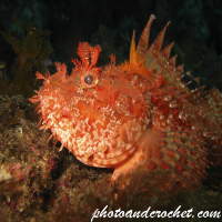 Scorpionfish