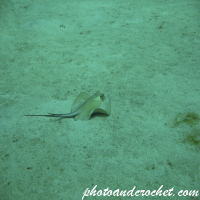 Stingray - Image