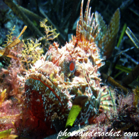 Scorpionfish - Image