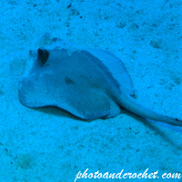 Stingray - Image