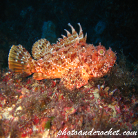 Scorpionfish - Image