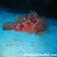 Scorpionfish