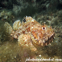 Scorpionfish - Image