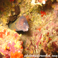 Moray Eel - image