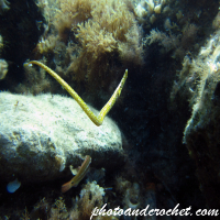 Pipefish