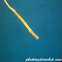 Pipefish
