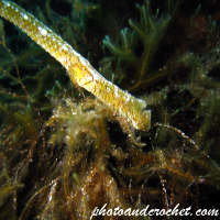 Pipefish