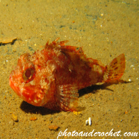 Scorpionfish