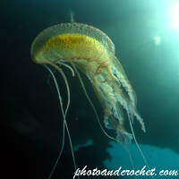 Cnidaria, Luminous Jellyfish - Image