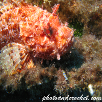 Scorpionfish - Image