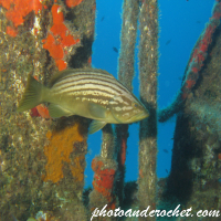 Goldblotch grouper - Image
