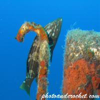 Goldblotch grouper - Image