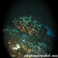 Grouper - Image