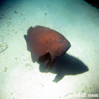 Grouper